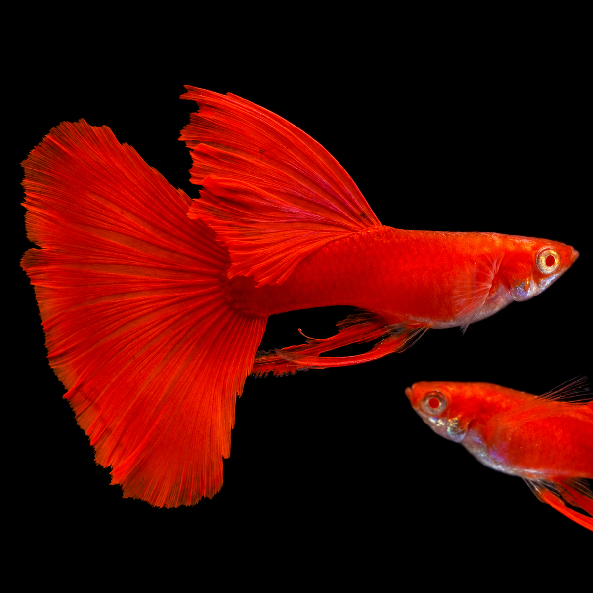 Albino Full Red Big Dorsal Ribbon Guppy Fish