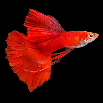 Albino Full Red Big Dorsal Ribbon Guppy Fish
