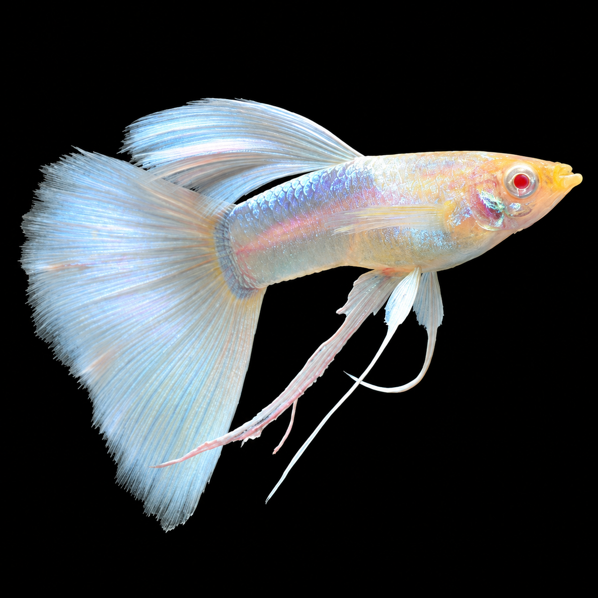 Albino Full White Ribbon Guppy Fish