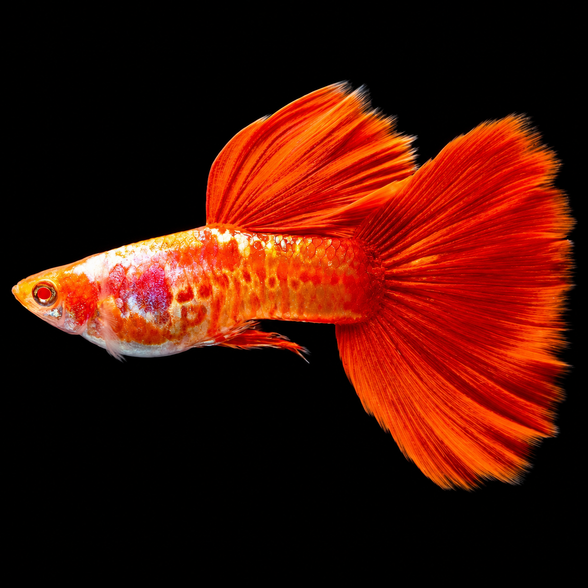 Albino King Cobra Red Tail Guppy Fish