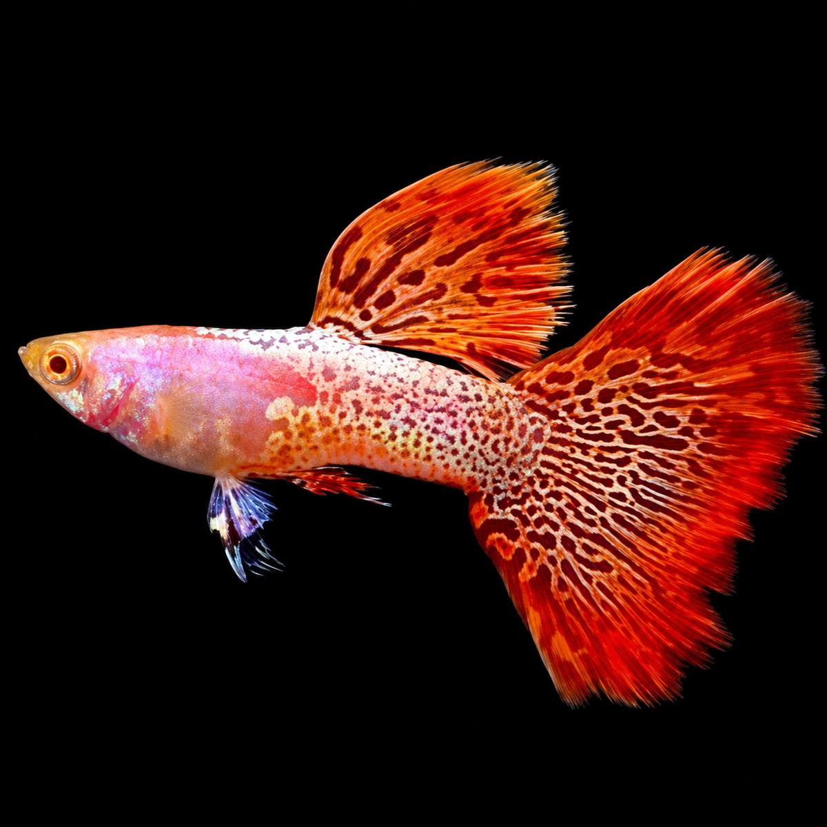 Albino Metal Red Lace Guppy Fish