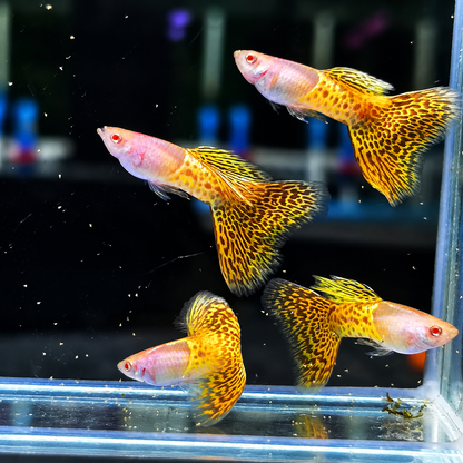 Albino Metal Yellow Lace Guppy Fish