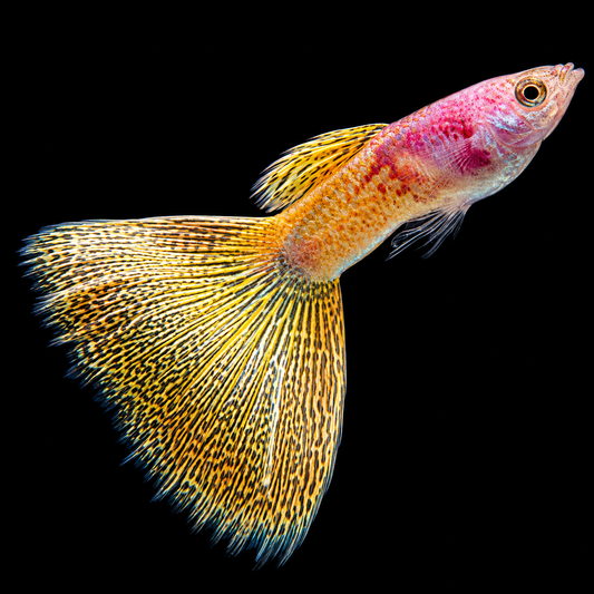 Albino Metal Yellow Lace Guppy Fish