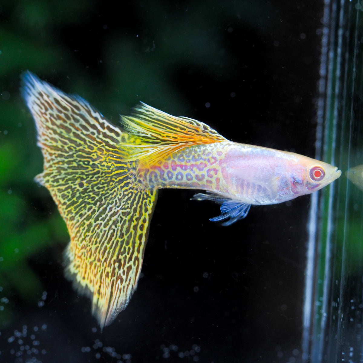 Albino Metal Yellow Lace Guppy Fish