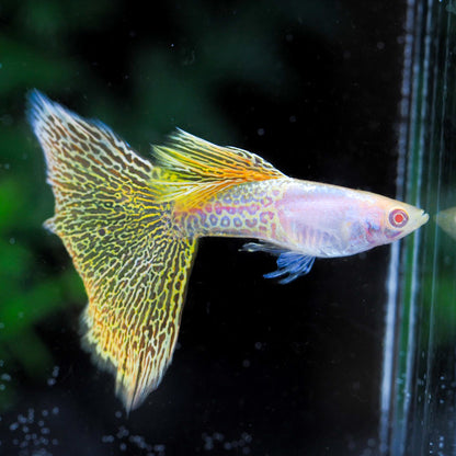 Albino Metal Yellow Lace Guppy Fish