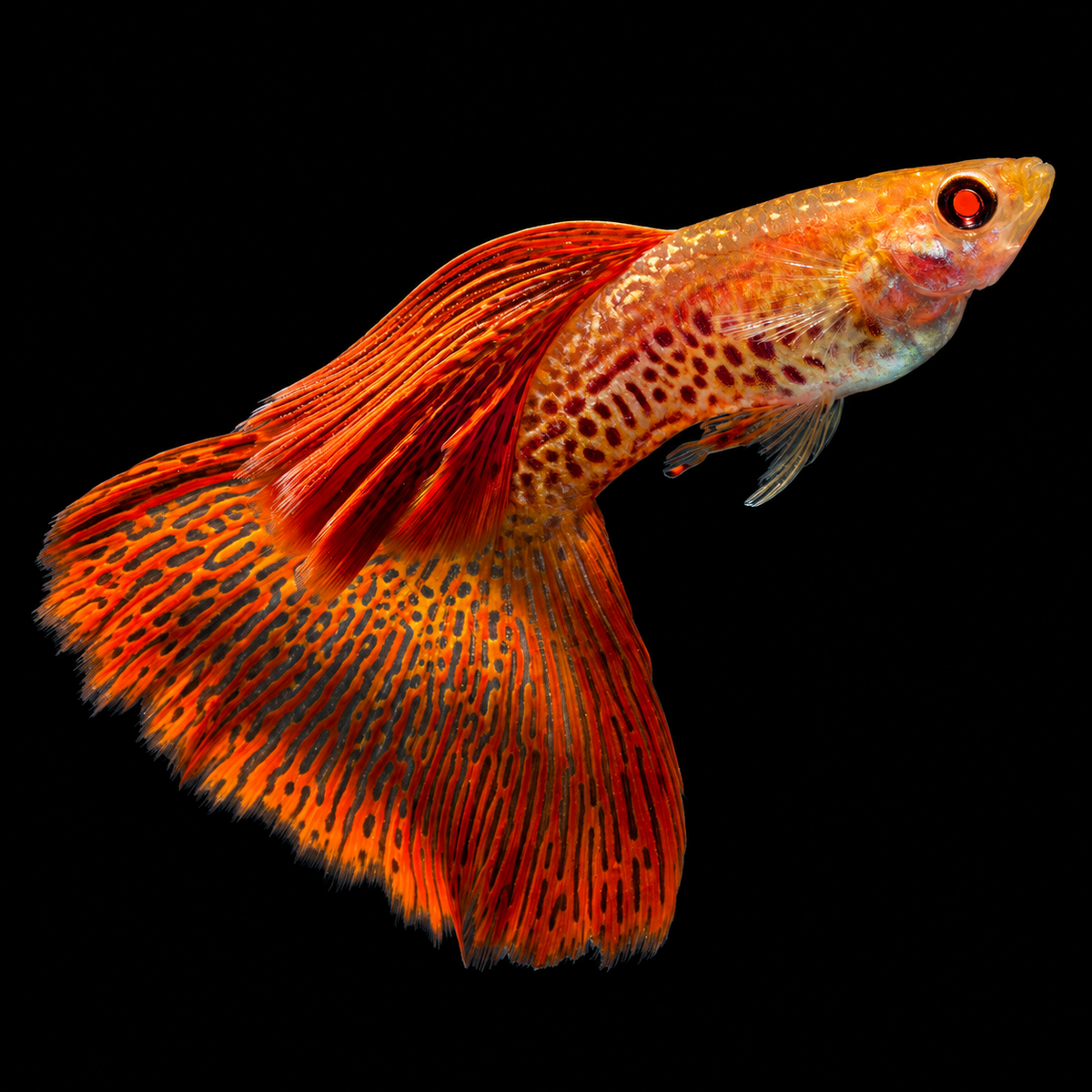 Albino Red Lace Guppy Fish