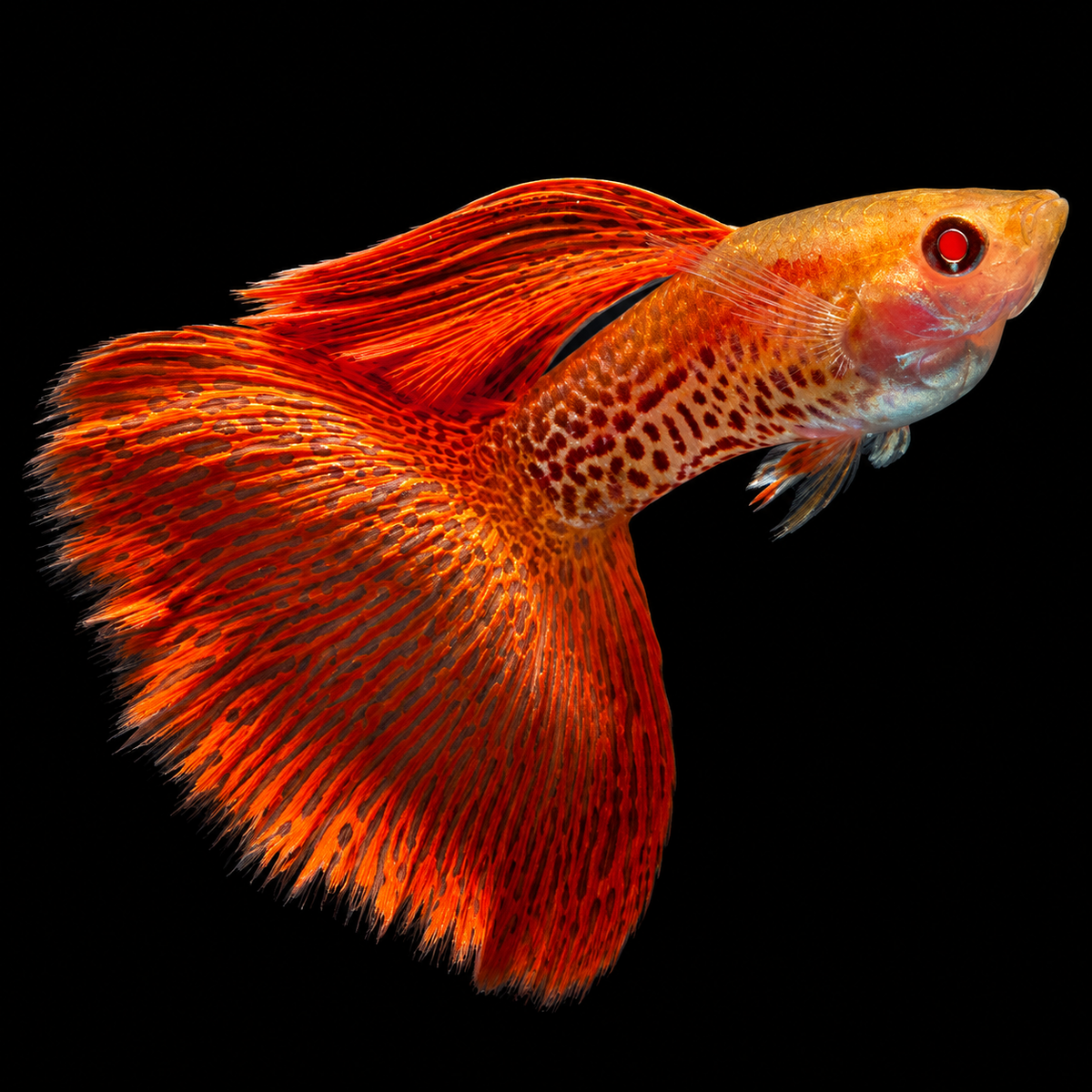 Albino Red Lace Guppy Fish