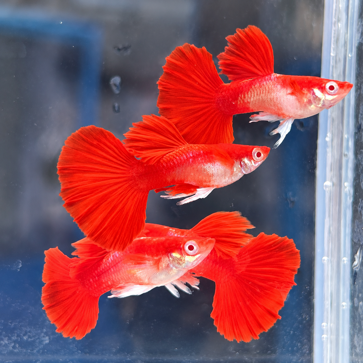 Albino Red Rose Guppy Fish