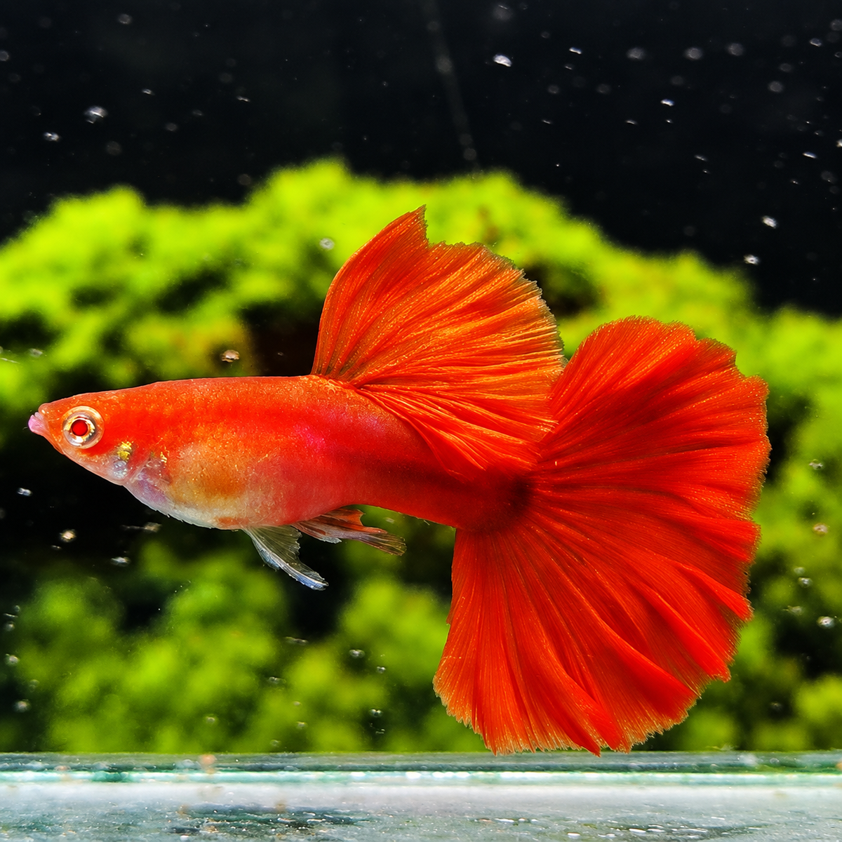 Albino Red Rose Guppy Fish