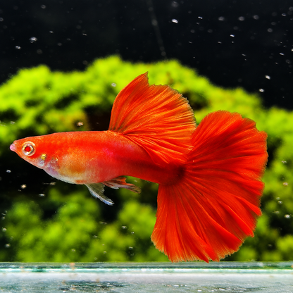 Albino Red Rose Guppy Fish