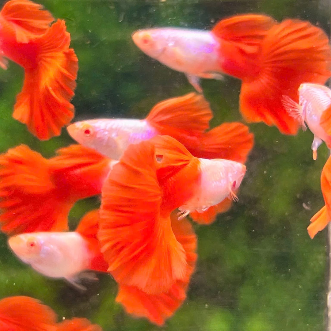Albino Silverado Red Tail Guppy Fish