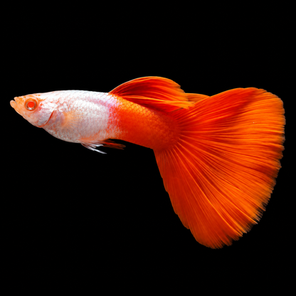 Albino Silverado Red Tail Guppy Fish