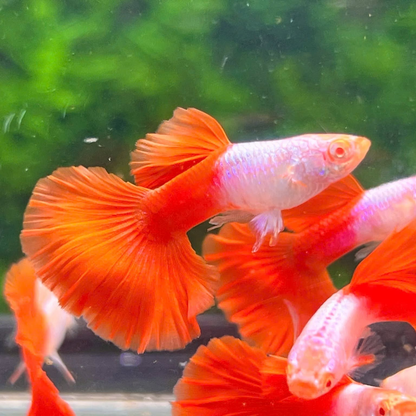 Albino Silverado Red Tail Guppy Fish