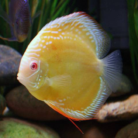 Yellow Marlboro Discus Fish