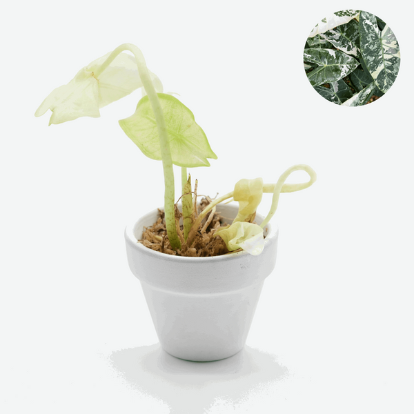 Shop Variegated Alocasia Longiloba Tissue Culture Plant – Tropicflow