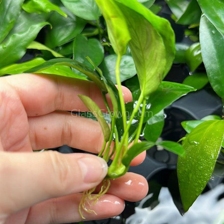 Anubias Barteri Aquarium Plant