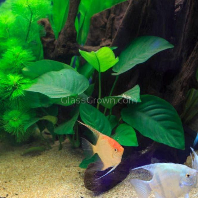 Anubias Barteri Aquarium Plant