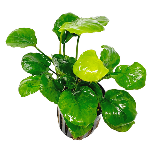 Anubias Barteri Round Golden Coin