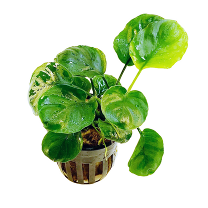 Anubias Barteri Round Golden Coin