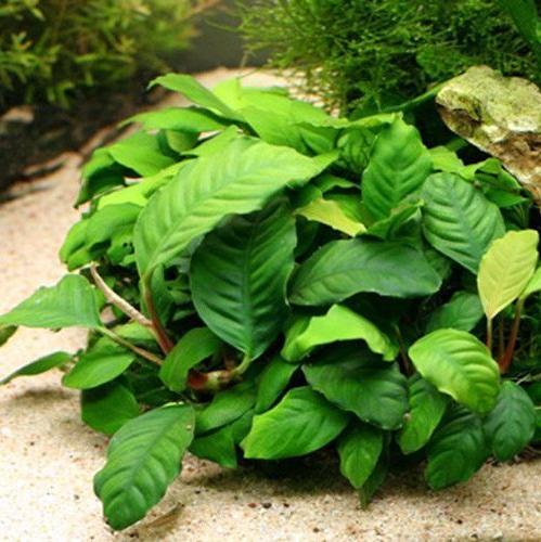 Anubias Coffeefolia Aquarium Plant