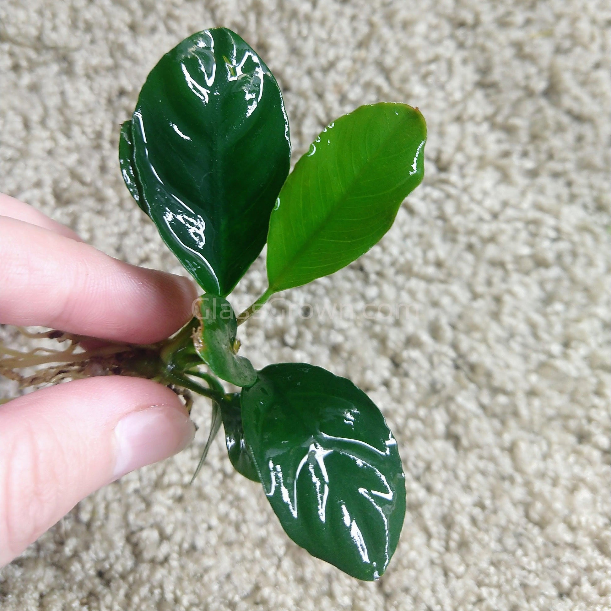 Anubias Coffeefolia Aquarium Plant