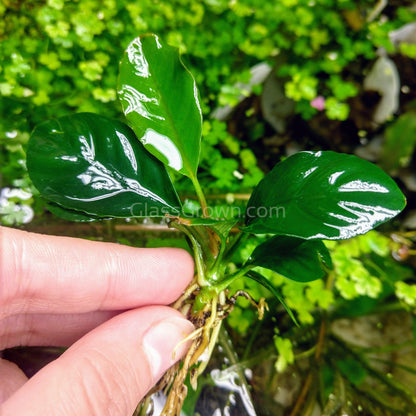 Anubias Coffeefolia Aquarium Plant