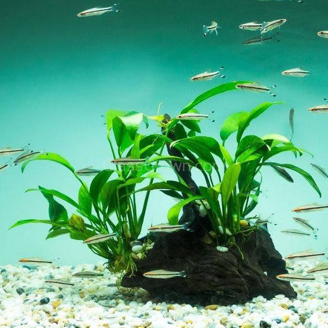 Anubias Frazeri Aquarium Plant