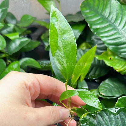 Anubias Frazeri Aquarium Plant