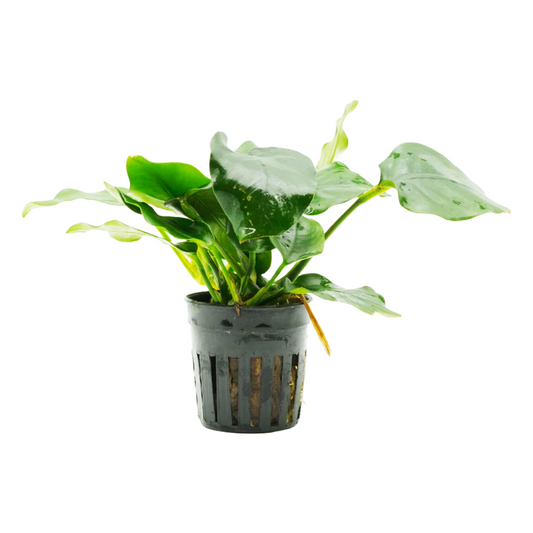 Anubias Nana Thick Leaf Aquatic Plant