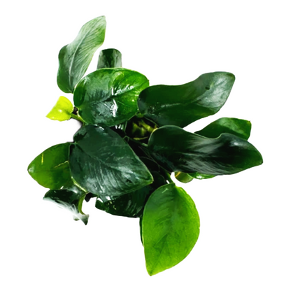 Anubias Nana Thick Leaf Aquatic Plant