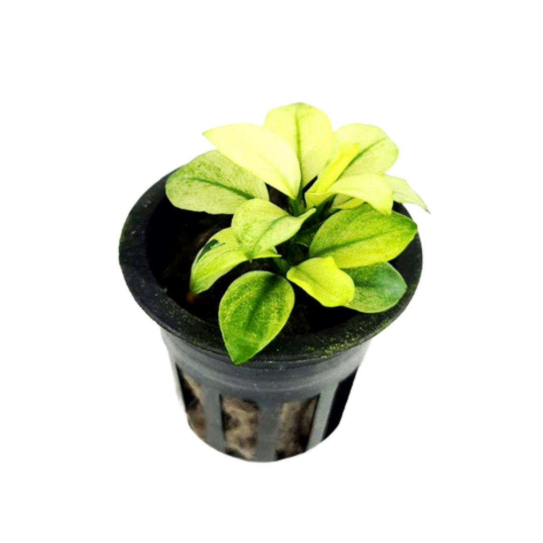 Anubias Broad White Aquatic Plant