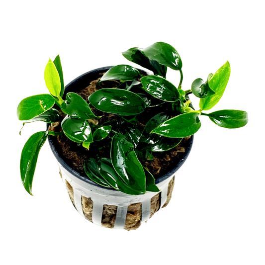 Anubias Jungle Star Auqatic Plant