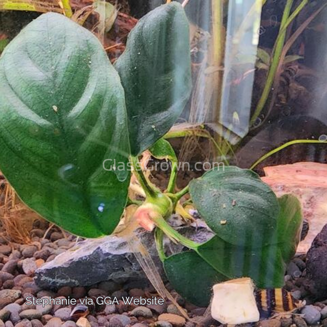 Anubias Coffeefolia Aquarium Plant