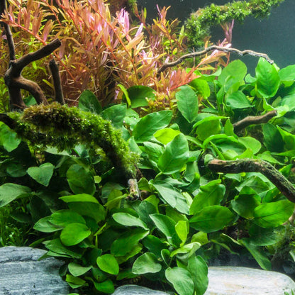 Anubias Barteri Aquarium Plant