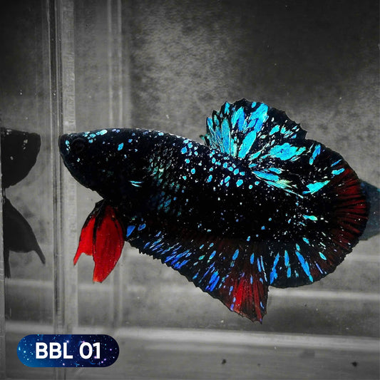 Black Star Nebula Plakat Betta