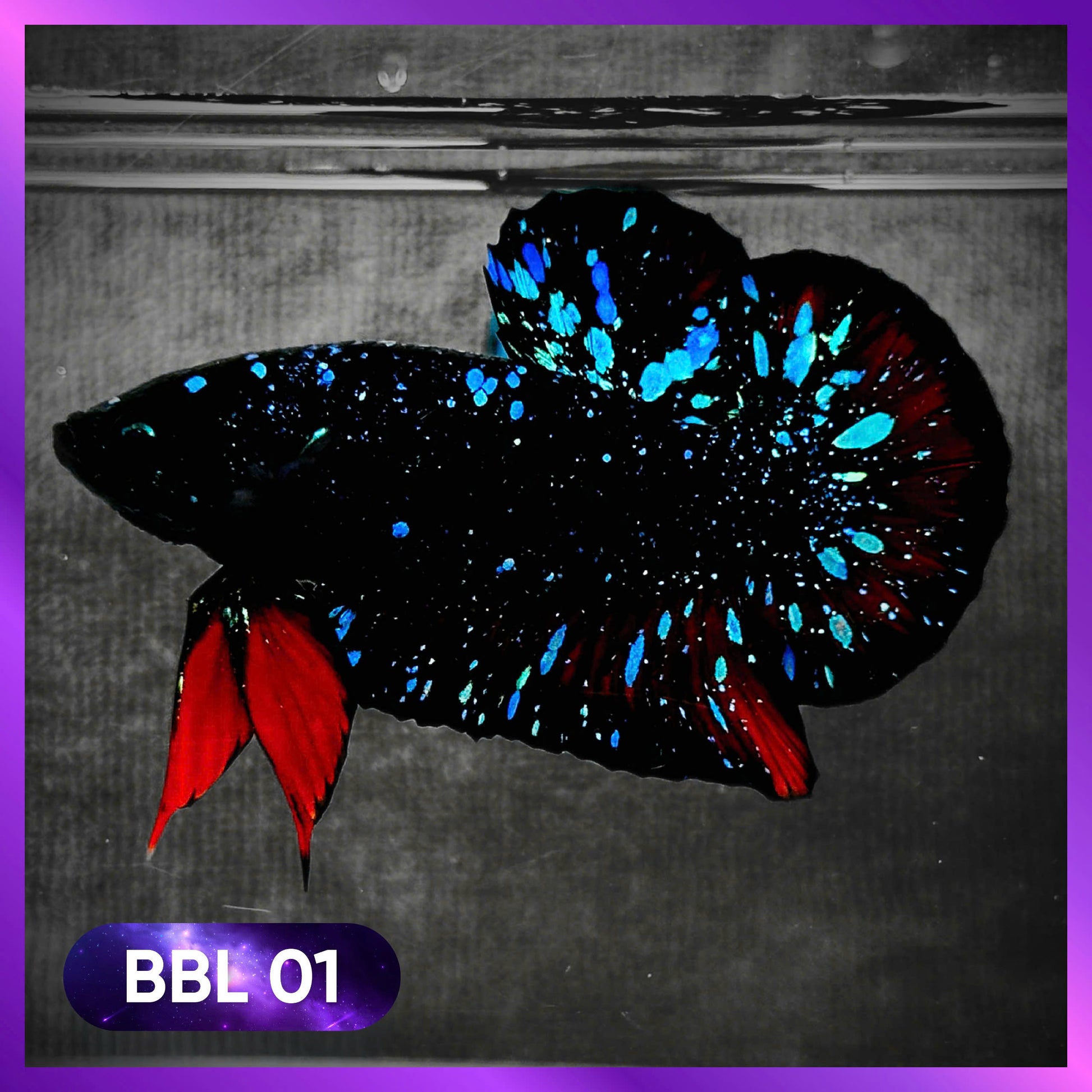 Black Star Nebula Plakat Male Betta