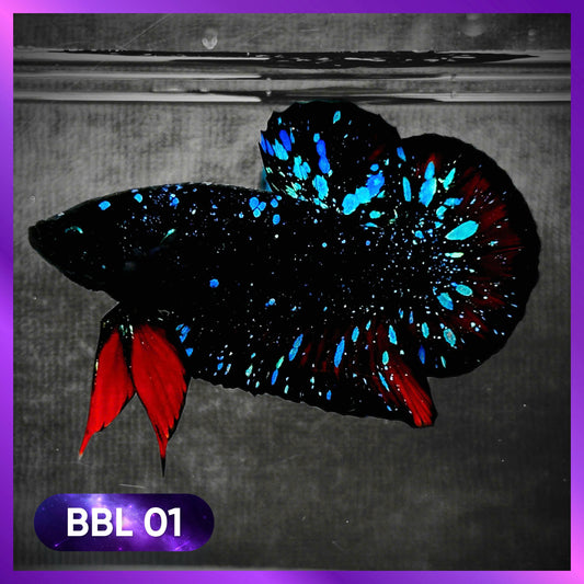 Black Star Nebula Plakat Male Betta