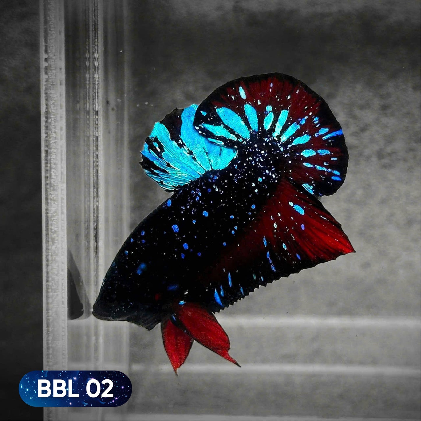 Black Star Nebula Plakat Betta