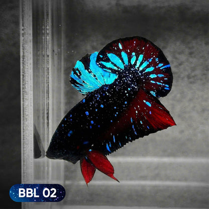 Black Star Nebula Plakat Betta