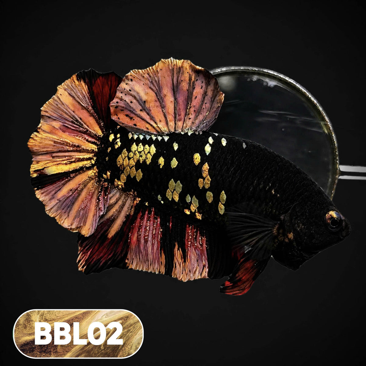 Black Panther Plakat Male Betta Fish | You Pick Fish | Rare Betta