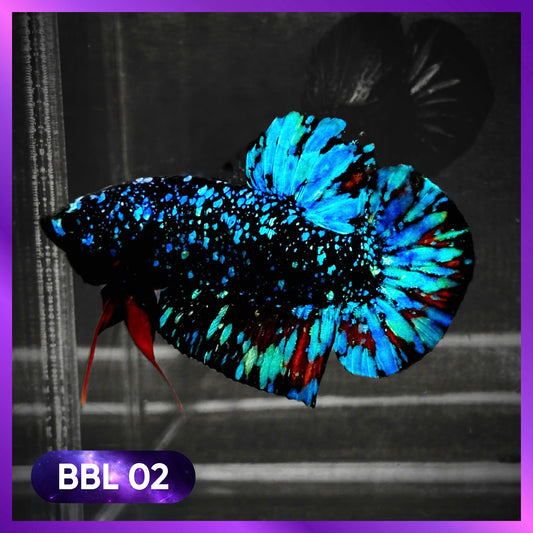 Black Star Nebula Plakat Male Betta