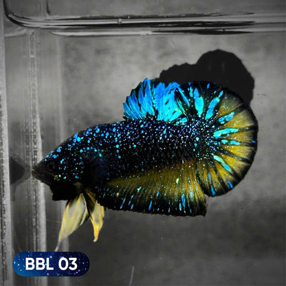 Black Star Nebula Plakat Betta