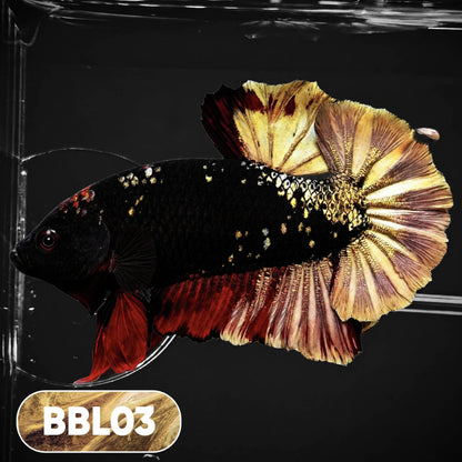 Black Panther Plakat Male Betta Fish | You Pick Fish | Rare Betta