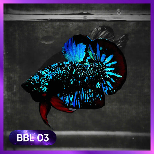 Black Star Nebula Plakat Male Betta