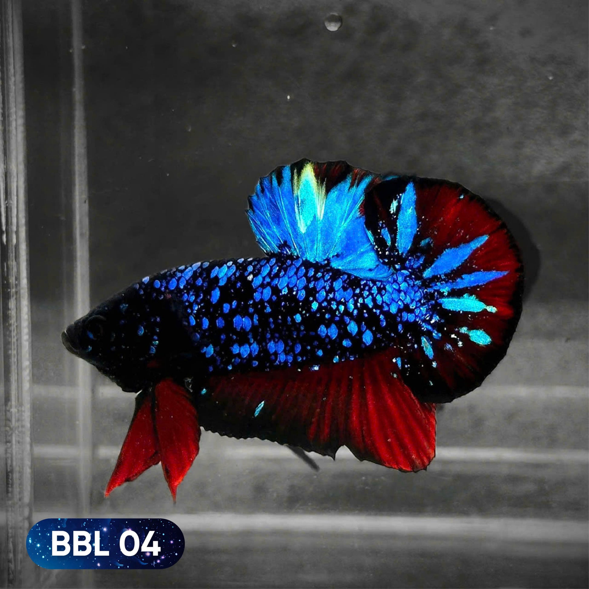 Black Star Nebula Plakat Betta