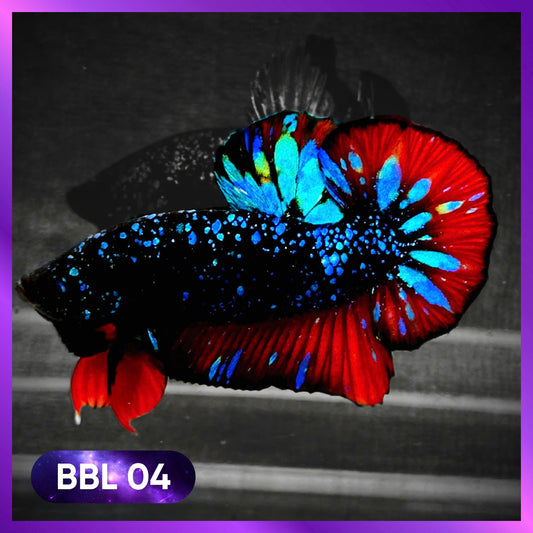 Black Star Nebula Plakat Male Betta