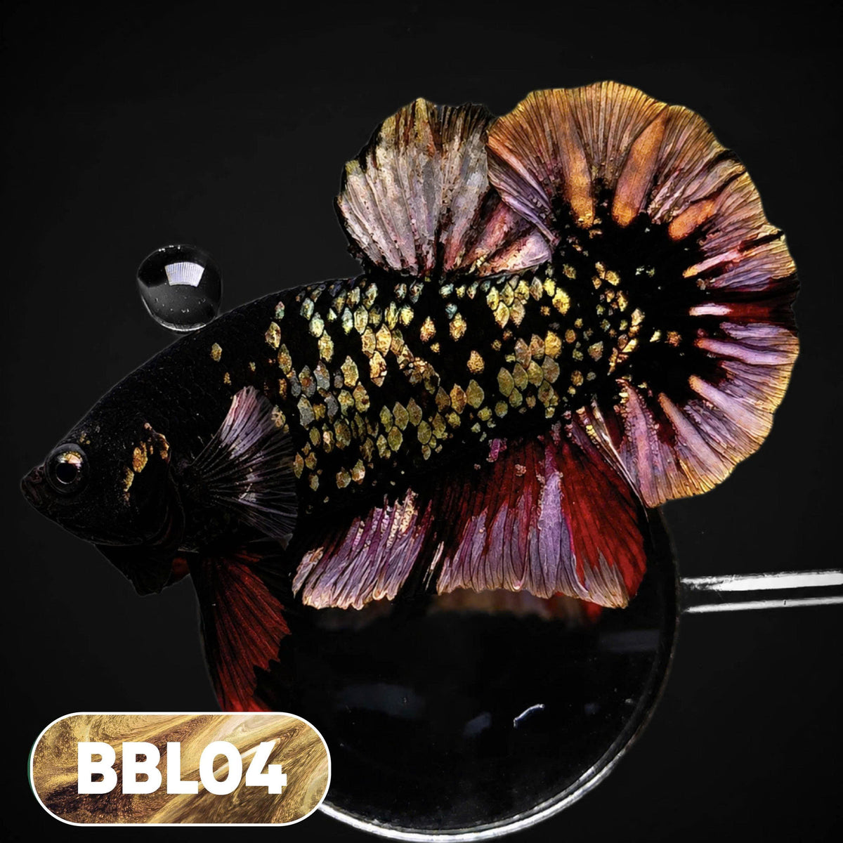 Black Panther Plakat Male Betta Fish | You Pick Fish | Rare Betta