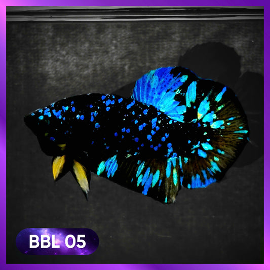 Black Star Nebula Plakat Male Betta