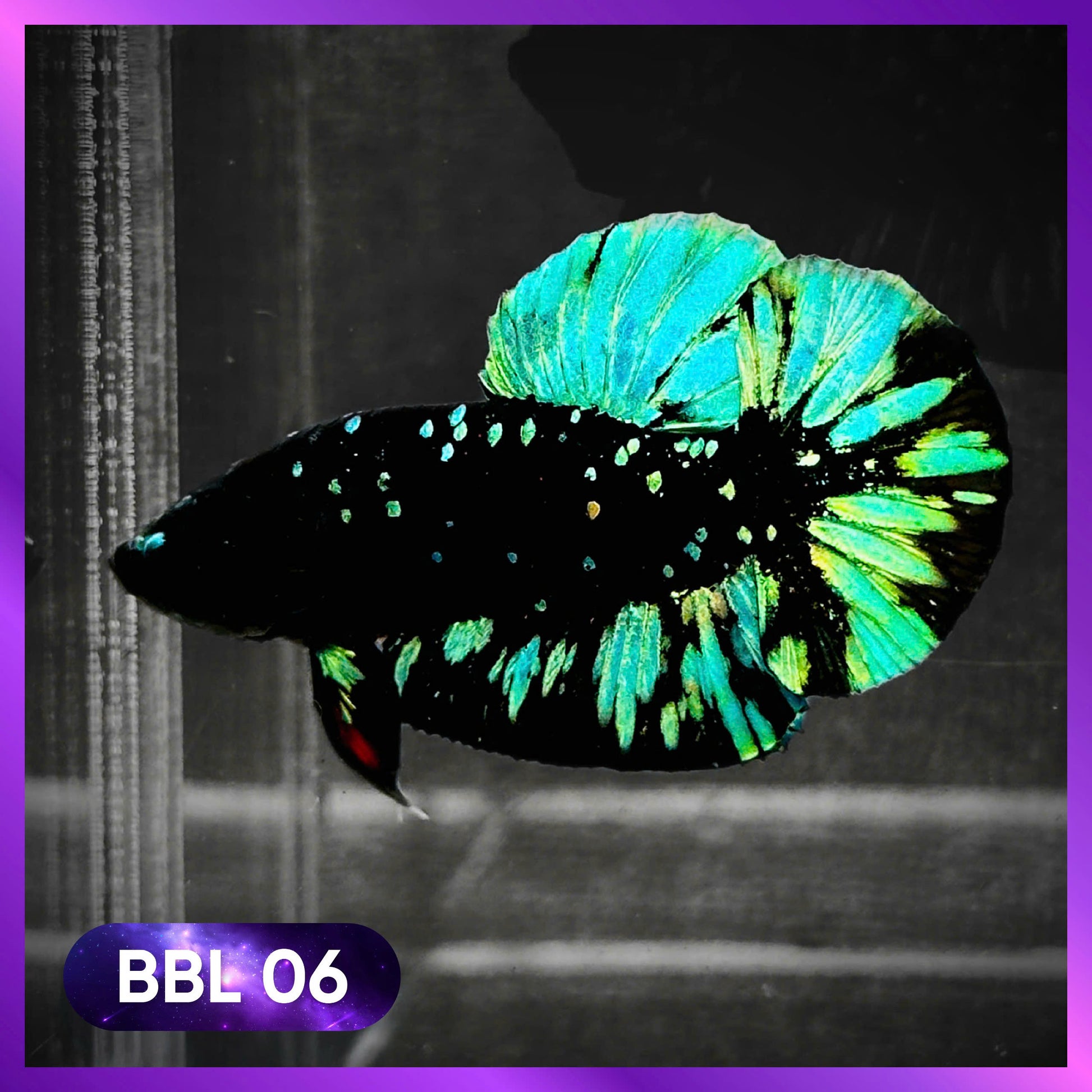 Black Star Nebula Plakat Male Betta