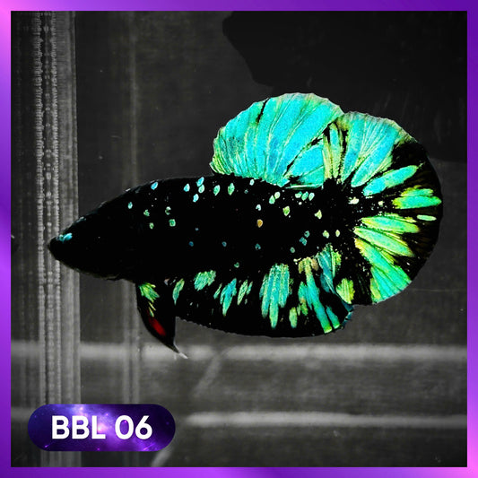 Black Star Nebula Plakat Male Betta